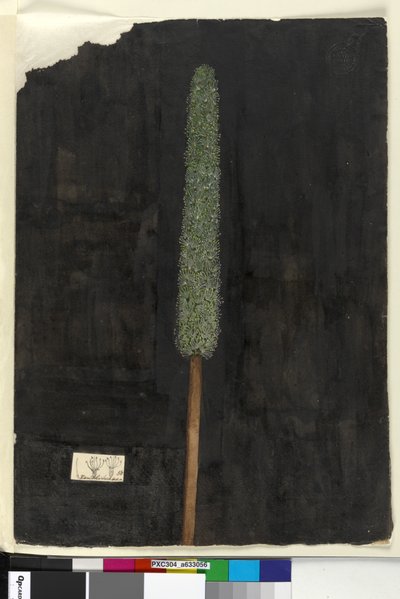 Page 56. Xanthorrhoea by John William Lewin